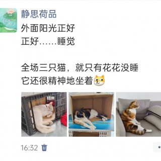 公司的小猫们img_20250414_164016.jpg