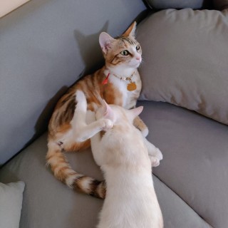 公司的小猫们mmexport1741167588649.jpg