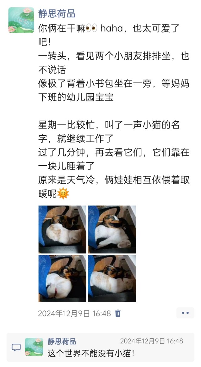 公司的小猫们img_20250306_110426.jpg