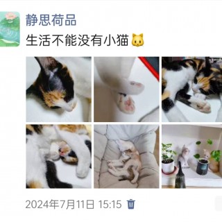 公司的小猫们img_20250305_171832.jpg