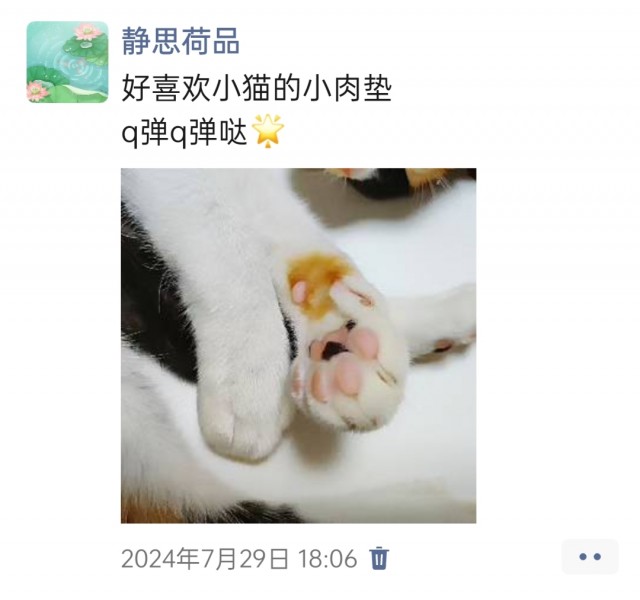 公司的小猫们img_20250305_172917.jpg