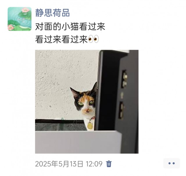 公司的小猫们img_20250515_181655.jpg