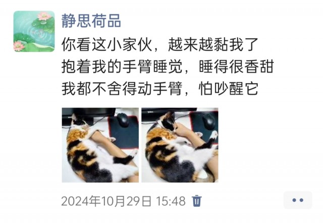 公司的小猫们img_20250306_095311.jpg