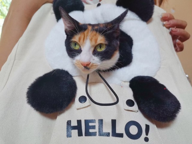 公司的小猫们mmexport1741167395023.jpg