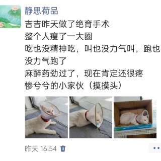 公司的小猫们img_20250515_181732.jpg