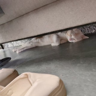 公司的小猫们mmexport1744277954058.jpg