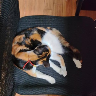 公司的小猫们mmexport1741165688509.jpg