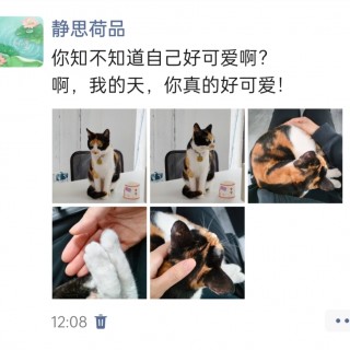 公司的小猫们img_20250427_131701.jpg