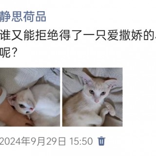 公司的小猫们img_20250305_174323.jpg