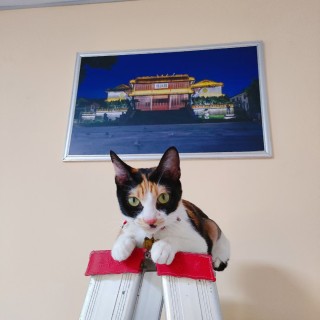 公司的小猫们mmexport1741167460672.jpg