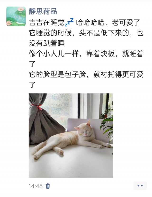 公司的小猫们img_20250408_151424.jpg