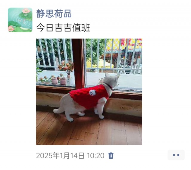 公司的小猫们img_20250306_114211.jpg