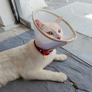 公司的小猫们mmexport1747303987509.jpg