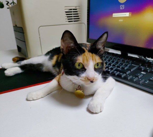 公司的小猫们mmexport1741227808109.jpg