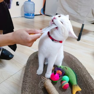 公司的小猫们mmexport1741242450289.jpg