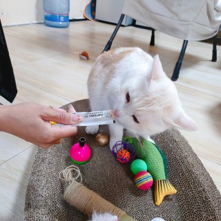 公司的小猫们mmexport1741242456619.jpg