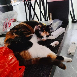 公司的小猫们mmexport1744277951708.jpg