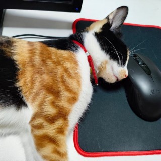 公司的小猫们mmexport1741167970590.jpg