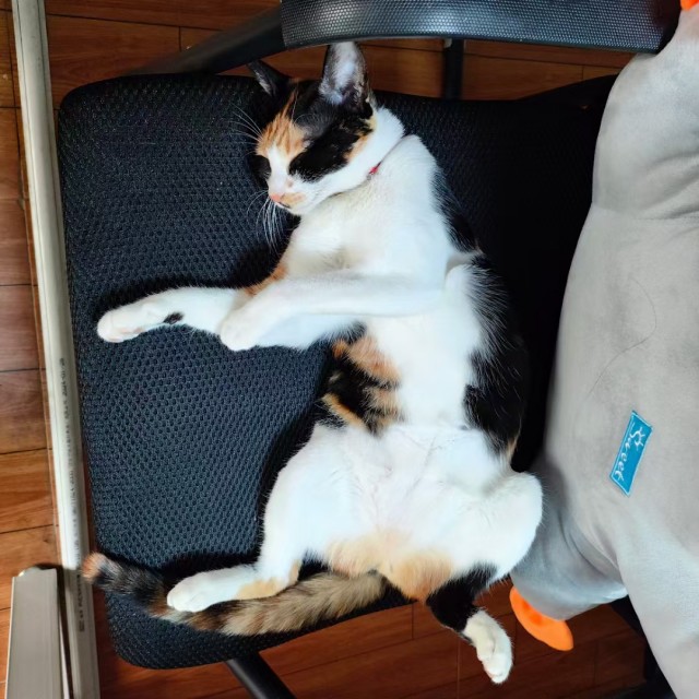 公司的小猫们mmexport1741225818885.jpg