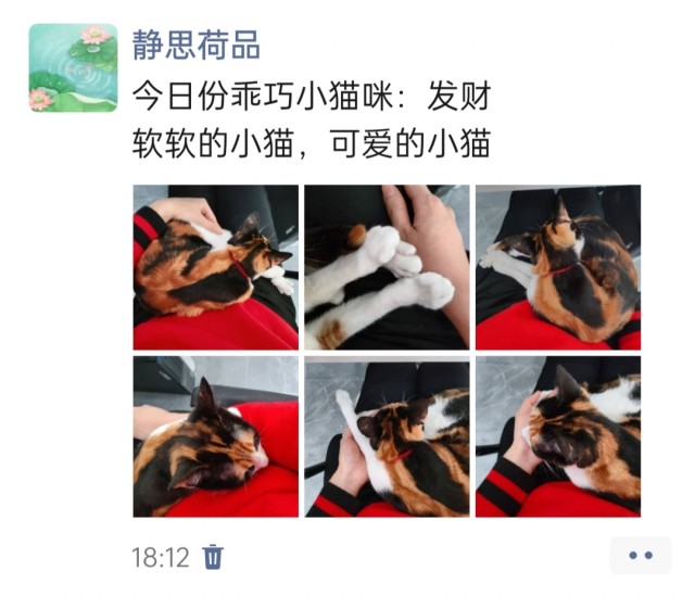 公司的小猫们img_20250403_182141.jpg