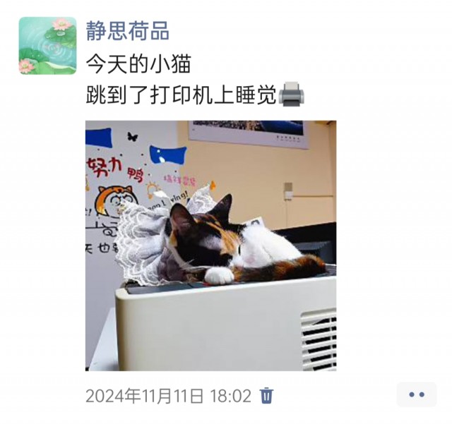 公司的小猫们img_20250306_102727.jpg