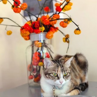 公司的小猫们mmexport1741227797500.jpg