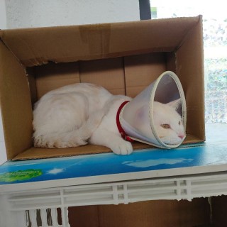 公司的小猫们mmexport1747303991587.jpg