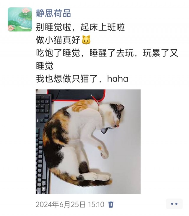 公司的小猫们img_20250305_170753.jpg