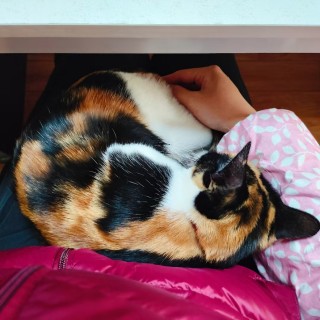 公司的小猫们mmexport1741231402922.jpg