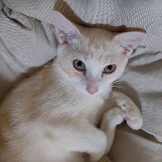 公司的小猫们mmexport1741167790745.jpg