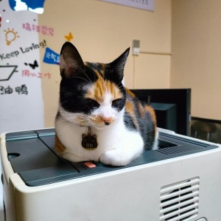 公司的小猫们mmexport1741229664725.jpg