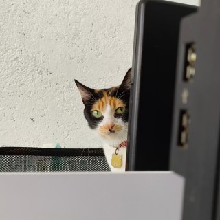 公司的小猫们mmexport1747303970114.jpg