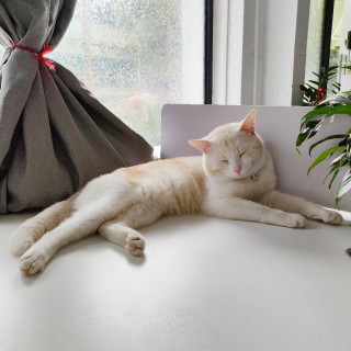 公司的小猫们mmexport1744095523563.jpg