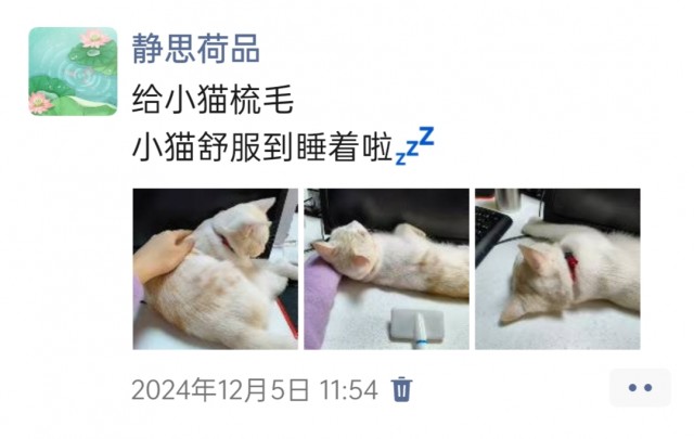 公司的小猫们img_20250306_105526.jpg