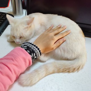 公司的小猫们mmexport1741228590335.jpg