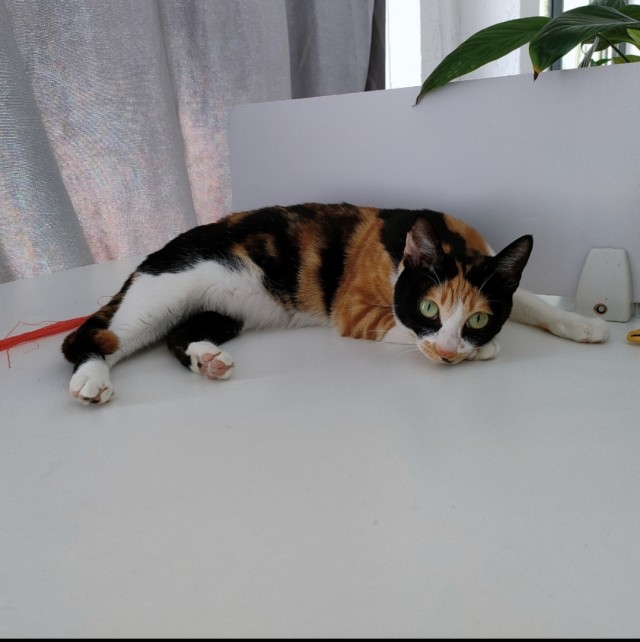 公司的小猫们img_20250326_181342.jpg