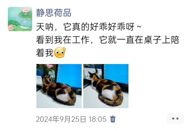 公司的小猫们img_20250305_174240.jpg