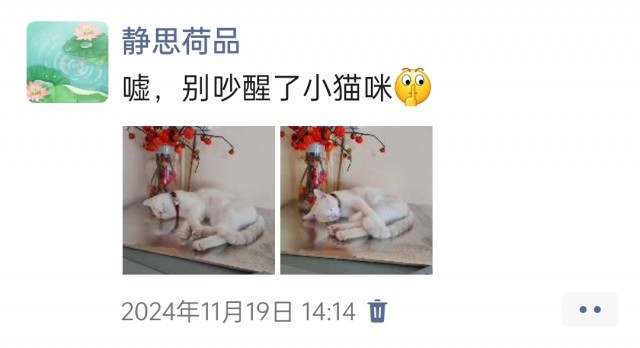公司的小猫们img_20250306_103731.jpg