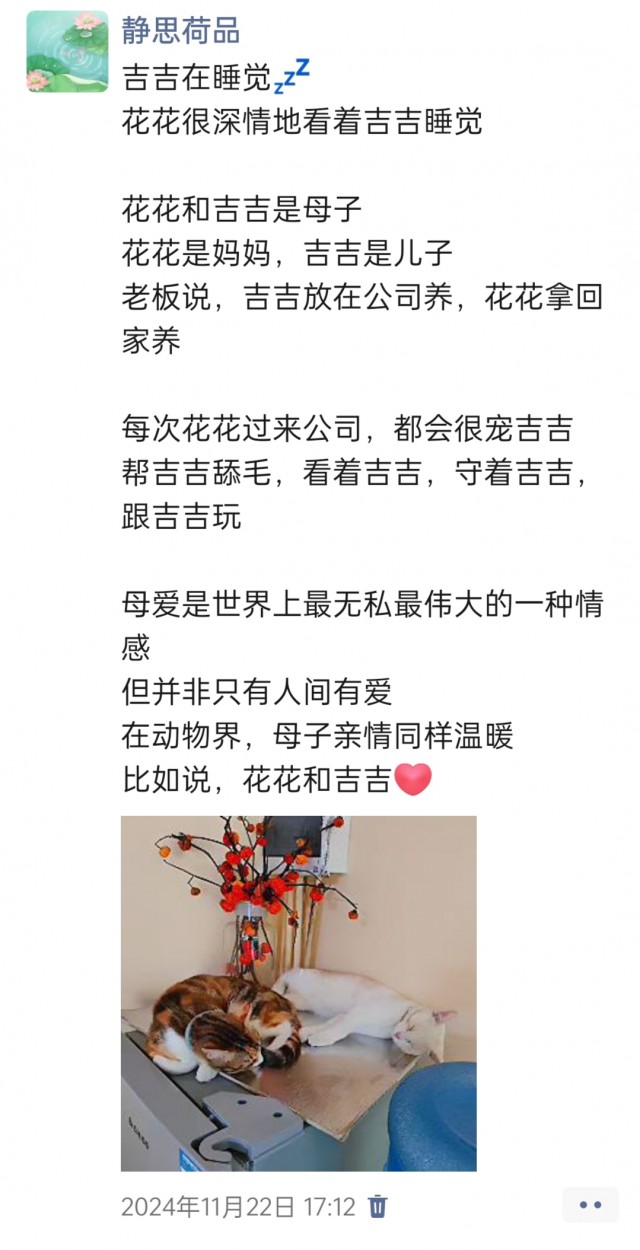 公司的小猫们img_20250306_103753.jpg