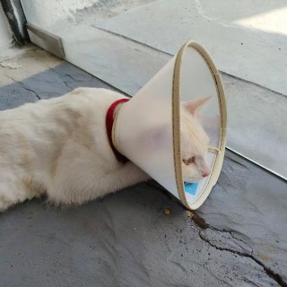 公司的小猫们mmexport1747303989485.jpg