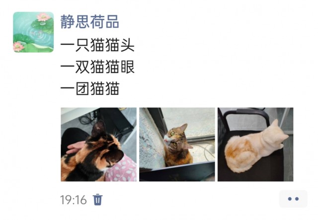 公司的小猫们img_20250401_193619.jpg