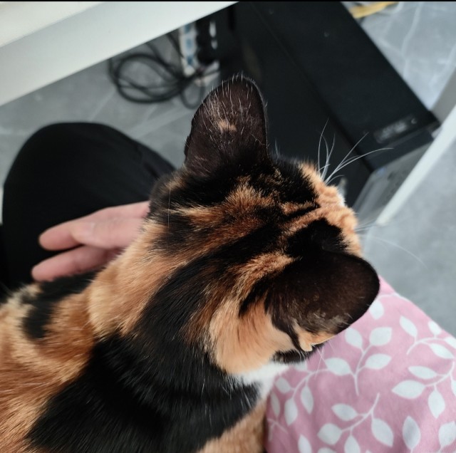 公司的小猫们img_20250401_192141.jpg