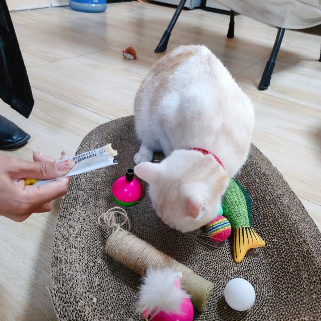 公司的小猫们mmexport1741242458678.jpg