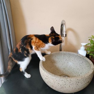 公司的小猫们mmexport1741167289685.jpg