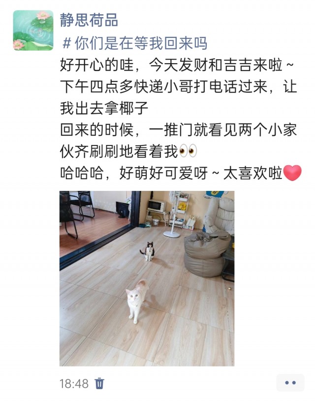 公司的小猫们img_20250313_185307.jpg