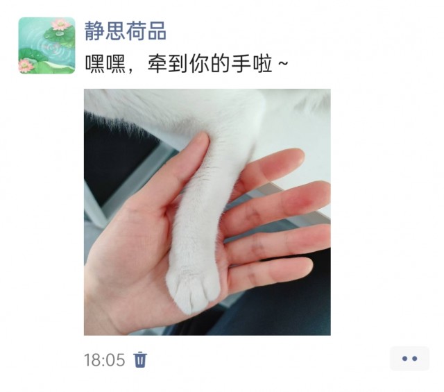公司的小猫们img_20250411_180841.jpg