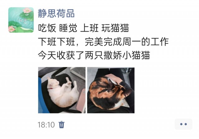 公司的小猫们img_20250407_182617.jpg