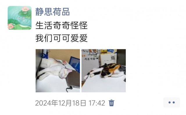 公司的小猫们img_20250306_111942.jpg