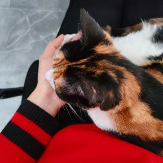 公司的小猫们mmexport1743675362680.jpg