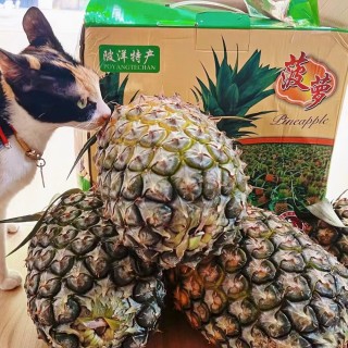公司的小猫们mmexport1741165686397.jpg